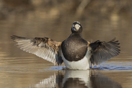 Long-tailed Duck drying its wings Poster Print by Ken Archer - Item # VARPDDNA02KAR0728
