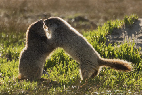 Olympic marmot youngsters playing Poster Print by Ken Archer - Item # VARPDDNA02KAR0911