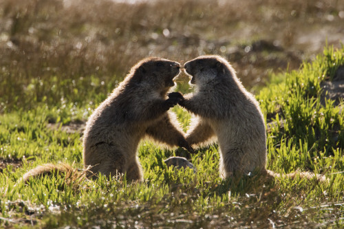Olympic Marmots youngsters playing Poster Print by Ken Archer - Item # VARPDDNA02KAR0748