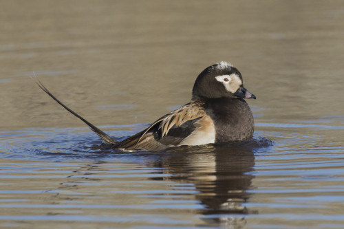 Long-tailed duck territory display Poster Print by Ken Archer - Item # VARPDDNA02KAR0888