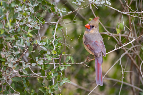 Northern cardinal female perched. Poster Print by Larry Ditto - Item # VARPDDUS44LDI2881