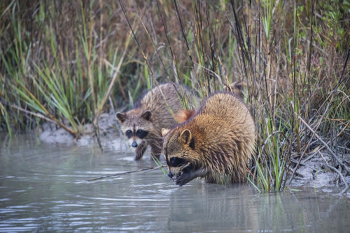 Raccoons (Procyon lotor) feeding. Poster Print by Larry Ditto - Item # VARPDDUS44LDI2919