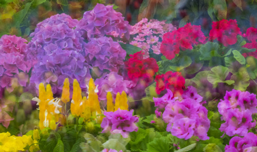 Mass colorful planting of flowers Poster Print by Sylvia Gulin - Item # VARPDDCN02SGU0025