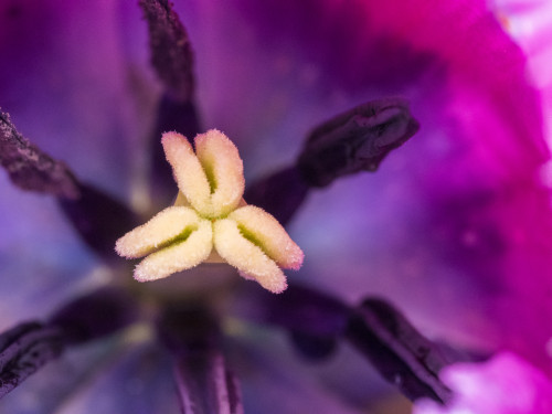 Purple tulip close-up with stamen Poster Print by Sylvia Gulin
