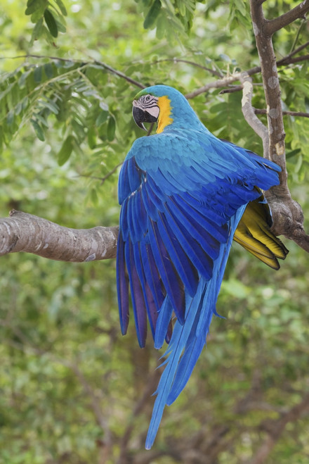 Blue and Gold Macaw stretching wing Poster Print by Ken Archer - Item # VARPDDNA02KAR0652
