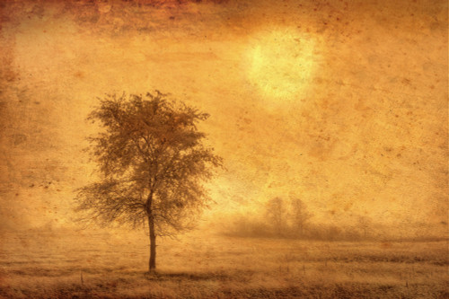 Canada. Tree in fog at sunrise. Poster Print by Jaynes Gallery - Item # VARPDDNA03BJY0000 Canada. Tree in fog at sunrise. Poster Print by Jaynes Gallery - Item # VARPDDNA03BJY0000