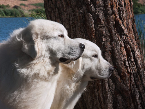 Great Pyrenees lakeside Poster Print by Zandria Muench Beraldo (24 x 18) # US05ZMU1257