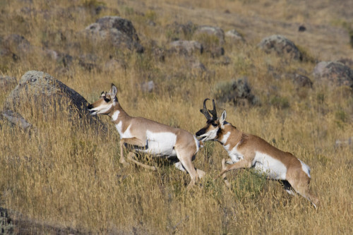 Pronghorn antelope buck chasing doe Poster Print by Ken Archer - Item # VARPDDUS27KAR0160