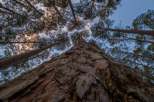 USA, Minnesota, Itasca State Park Poster Print by Peter Hawkins - Item # VARPDDUS24PHA0465