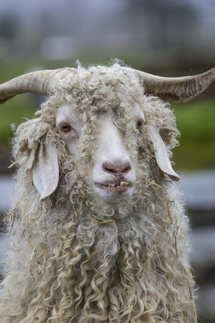 USA, Oregon. Old goat close-up.  Poster Print by Jaynes Gallery