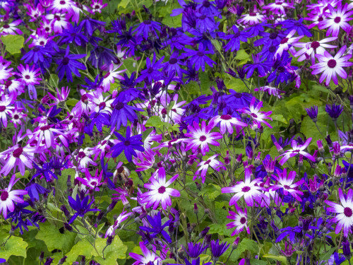 Cineraria plants with bright colors Poster Print by Sylvia Gulin - Item # VARPDDCN02SGU0013