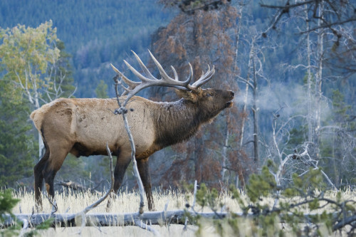 Rocky Mountain bull elk morning bugle Poster Print by Ken Archer - Item # VARPDDNA02KAR1052 Rocky Mountain bull elk morning bugle Poster Print by Ken Archer - Item # VARPDDNA02KAR1052