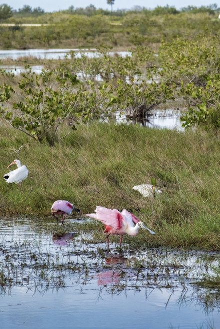 Roseate Spoonbill, Florida, USA Poster Print by Lisa Engelbrecht - Item # VARPDDUS10LEN1063