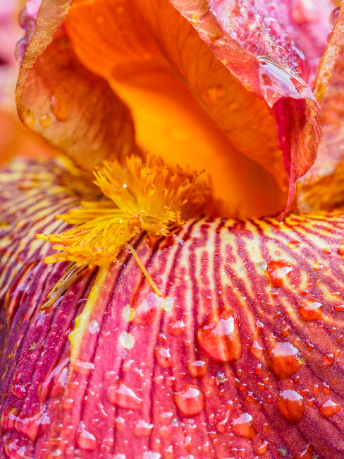Close-up of dewdrops on a pink iris Poster Print by Julie Eggers (18 x 24) # US39JEG0060
