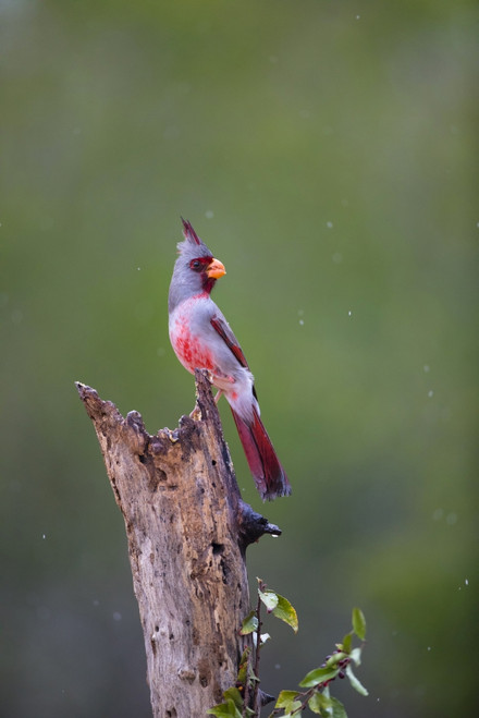 Pyrrhuloxia perched during rainfall. Poster Print by Larry Ditto - Item # VARPDDUS44LDI2914