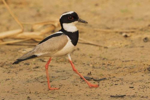 Pied lapwing strolling the rivers edge Poster Print by Ken Archer - Item # VARPDDNA02KAR0837