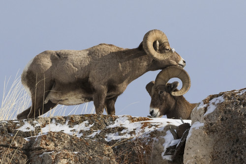 Rocky Mountain bighorn sheep rams head Poster Print by Ken Archer - Item # VARPDDNA02KAR1021