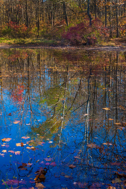 Fall foliage reflection in lake water Poster Print by Anna Miller (18 x 24) # US15AMI0297