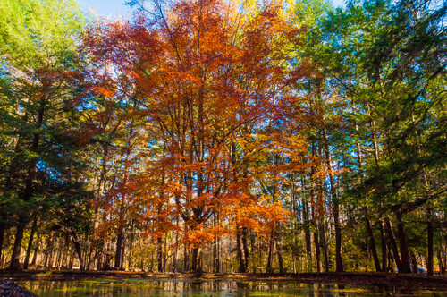 Fall foliage reflection in lake water Poster Print by Anna Miller (24 x 18) # US15AMI0314