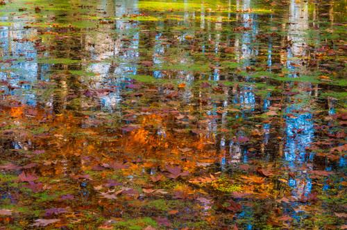 Fall foliage reflection in lake water Poster Print by Anna Miller (24 x 18) # US15AMI0352