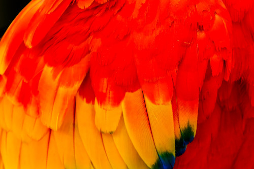 Close-up of scarlet macaw feathers. Poster Print by William Perry - Item # VARPDDUS48WPE0224