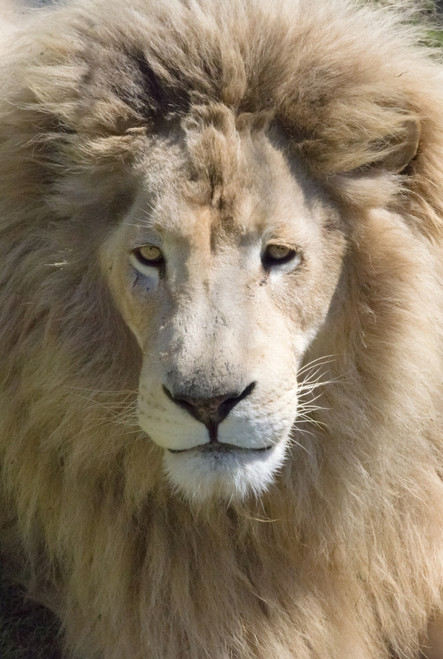 Lion. Western Cape Province, South Africa Poster Print by Keren Su - Item # VARPDDAF42KSU0128