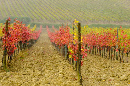 Italy, Tuscany Vineyard in Autumn Poster Print by George Theodore (24 x 18) # EU16GTH0019