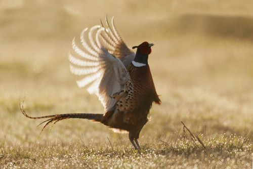 Ring-necked Pheasant, rooster's display Poster Print by Ken Archer