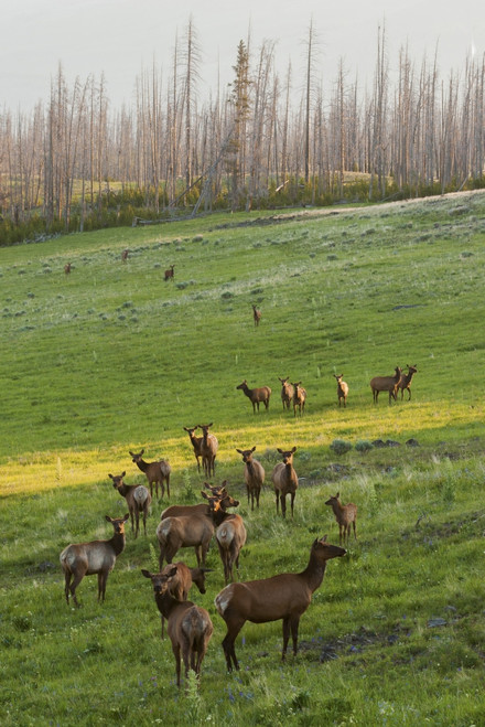 Rocky Mountain elk herd, Spring sunrise Poster Print by Ken Archer
