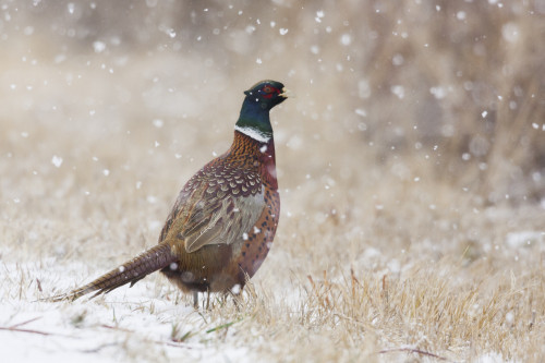 Ring-necked pheasant, Autumn snowflakes Poster Print by Ken Archer - Item # VARPDDNA02KAR0916