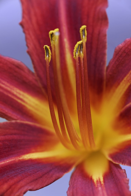 USA, California. Day lily close-up. Poster Print by Jaynes Gallery - Item # VARPDDUS05BJY1384