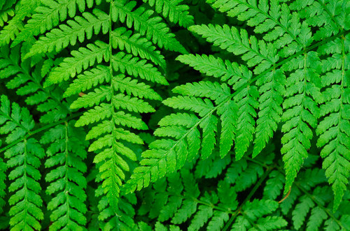 Lady-fern (Athyrium filix-femina) Poster Print by Alan Majchrowicz (24 x 18) # US48AMA0115