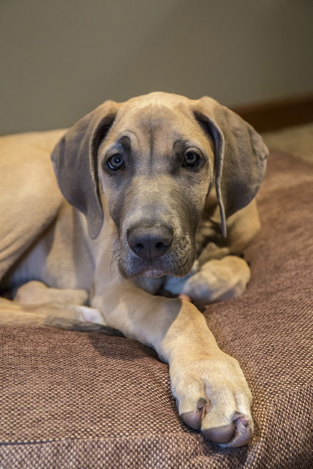 Great Dane puppy resting on her bed.  Poster Print by Janet Horton - Item # VARPDDUS48JHO0973
