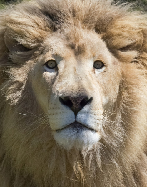 Lion. Western Cape Province, South Africa. Poster Print by Keren Su - Item # VARPDDAF42KSU0069