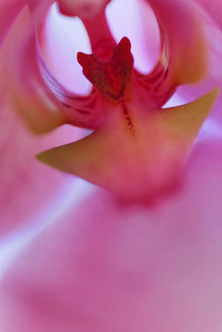 USA, California. Pink orchid detail. Poster Print by Jaynes Gallery - Item # VARPDDUS05BJY1377