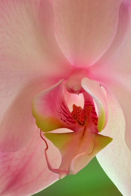 USA, California. Pink orchid detail. Poster Print by Jaynes Gallery - Item # VARPDDUS05BJY1378