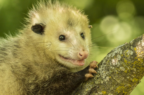 Pine County. Captive adult opossum.  Poster Print by Jaynes Gallery - Item # VARPDDUS24BJY0162