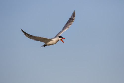 Royal Tern (Sterna maxima) adult flying Poster Print by Larry Ditto - Item # VARPDDUS44LDI2625