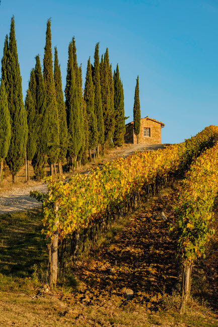 Italy, Tuscany Vineyard, Pine trees Poster Print by George Theodore (18 x 24) # EU16GTH0048