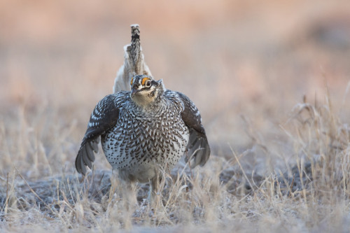 Sharp-tailed grouse claiming lek territory Poster Print by Ken Archer - Item # VARPDDNA02KAR0921