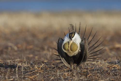 Greater sage-grouse, courtship performance Poster Print by Ken Archer