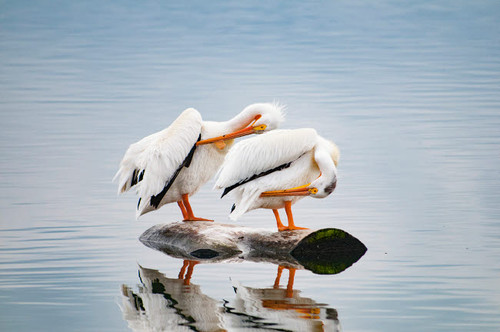 USA, Colorado Pair of white pelicans Poster Print by George Theodore (24 x 18) # US06GTH0011 USA, Colorado Pair of white pelicans Poster Print by George Theodore (24 x 18) # US06GTH0011