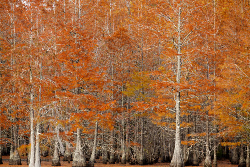 USA, Georgia. Cypress trees in the fall. Poster Print by Joanne Wells - Item # VARPDDUS11JWL1059 USA, Georgia. Cypress trees in the fall. Poster Print by Joanne Wells - Item # VARPDDUS11JWL1059