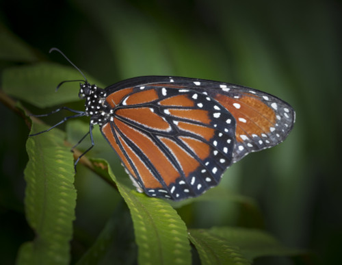 Queen butterfly, Danaus gilippus, Florida Poster Print by Maresa Pryor - Item # VARPDDUS10MPR1165