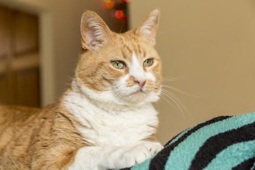 Domestic short-hair cat, deep in thought  Poster Print by Janet Horton - Item # VARPDDUS48JHO1054
