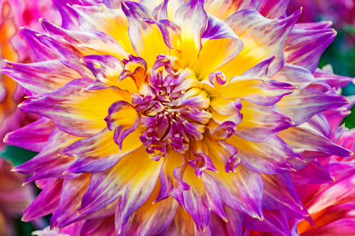 Close-up of dinnerplate dahlia blooming. Poster Print by William Perry - Item # VARPDDUS48WPE0218