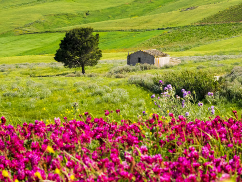 Italy, Sicily, Trapani. Alcamo countryside Poster Print by Terry Eggers - Item # VARPDDEU16TEG1448