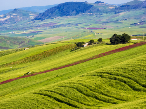 Italy, Sicily, Trapani. Alcamo countryside Poster Print by Terry Eggers - Item # VARPDDEU16TEG1449