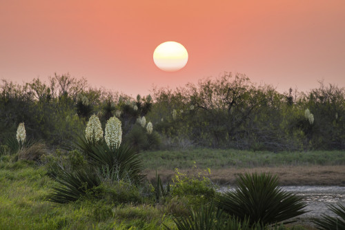 Spanish dagger (Yucca treculeana) in bloom. Poster Print by Larry Ditto - Item # VARPDDUS44LDI3048