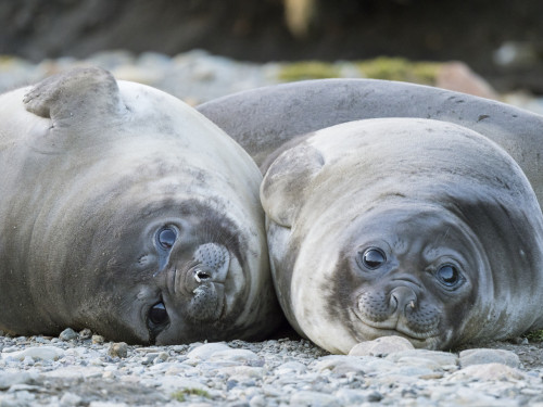 Southern elephant seal weaned pup on beach. Poster Print by Martin Zwick - Item # VARPDDAN02MZW0057